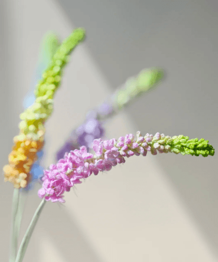 Close-up of micro crochet Pseudolysimachion spicatum spikes in pink, orange, and lavender with green tips