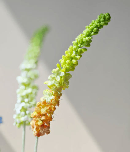 Macro detail of micro crochet Pseudolysimachion spicatum spike fading from peach to lime green on a pale stem