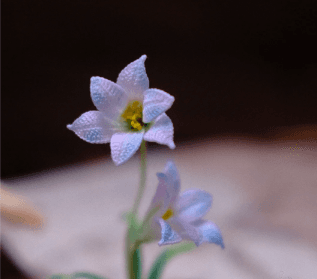 Handmade micro crochet rainlily flowers in soft lavender lace thread with yellow centers and green stems